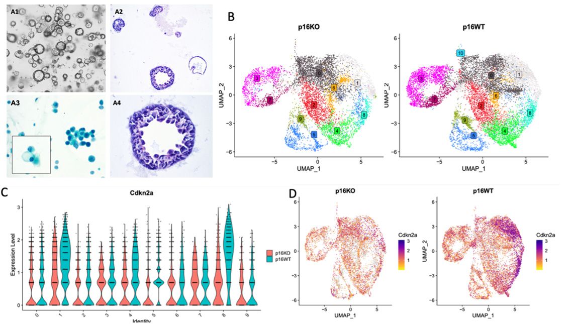 Research at the Sepulveda Lab
